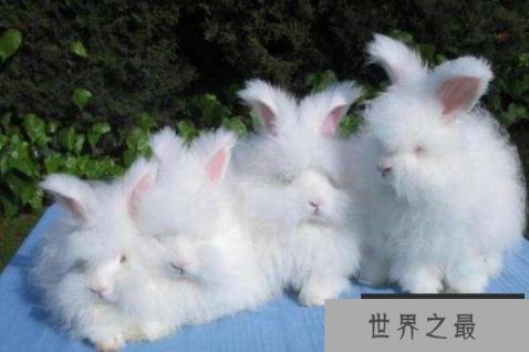 1357vip.com推荐全球十大最可爱的动物