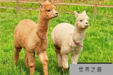 1357vip.com推荐全球十大最可爱的动物