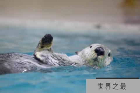 全球十大最可爱的动物
