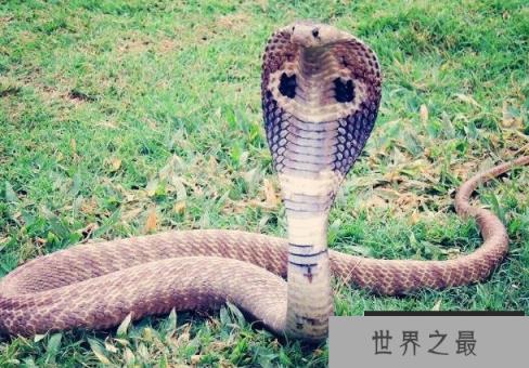世界上现存最大的毒蛇 眼镜王蛇被称百蛇之王(体长5.6米)