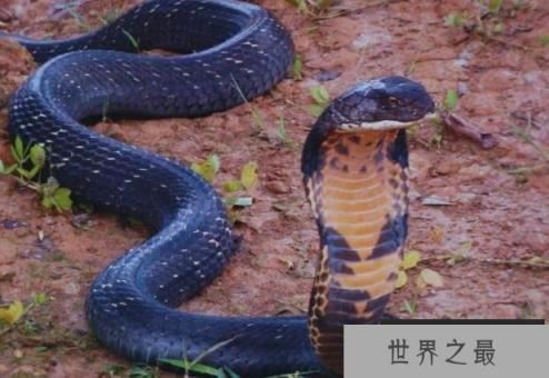 世界上现存最大的毒蛇 眼镜王蛇被称百蛇之王(体长5.6米)