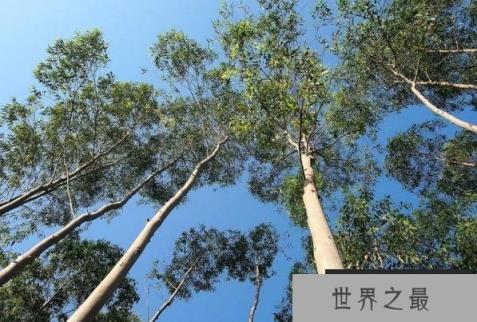 世界上最高的树 杏仁桉树高156米有50层楼高(根状粗大)