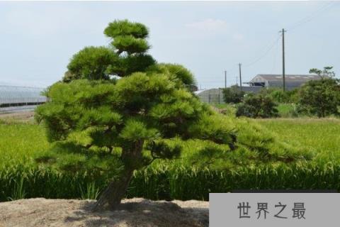 世界上最能忍受紫外线照射的植物 南欧黑松(可直射635小时) 世界上最能忍受紫外线照射的植物 南欧黑松(可直射635小时)