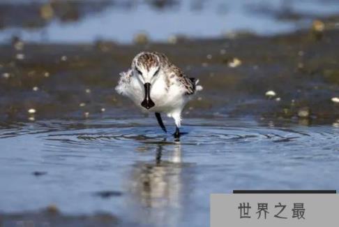 世界上最稀有的鸟 勺嘴鹬比大熊猫还要珍贵(仅有600只) 世界上最稀有的鸟 勺嘴鹬比大熊猫还要珍贵(仅有600只)