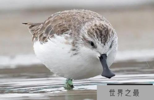 世界上最稀有的鸟 勺嘴鹬比大熊猫还要珍贵(仅有600只) 世界上最稀有的鸟 勺嘴鹬比大熊猫还要珍贵(仅有600只)