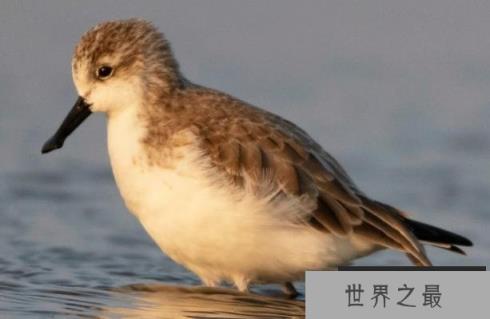 世界上最稀有的鸟 勺嘴鹬比大熊猫还要珍贵(仅有600只) 世界上最稀有的鸟 勺嘴鹬比大熊猫还要珍贵(仅有600只)