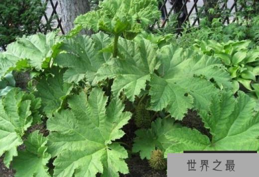 世界上最大的草 大叶蚁塔株高和直径各两米(原产于南美洲) 世界上最大的草 大叶蚁塔株高和直径各两米(原产于南美洲)