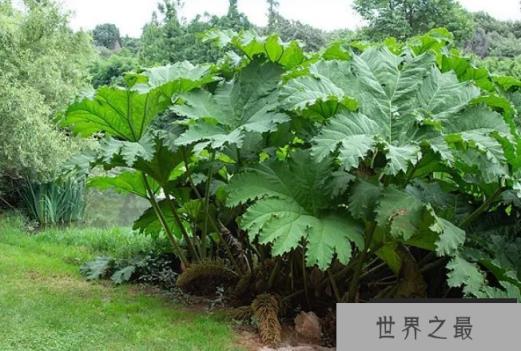 世界上最大的草 大叶蚁塔株高和直径各两米(原产于南美洲) 世界上最大的草 大叶蚁塔株高和直径各两米(原产于南美洲)