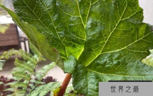 世界上最大的草 大叶蚁塔株高和直径各两米(原产于南美洲) 世界上最大的草 大叶蚁塔株高和直径各两米(原产于南美洲)