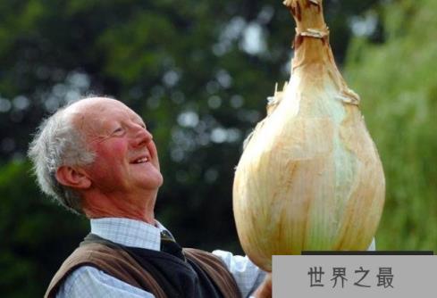 世界上最大的洋葱 重达到8公斤的巨型洋葱(已突破纪录) 世界上最大的洋葱 重达到8公斤的巨型洋葱(已突破纪录)