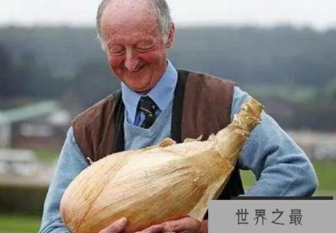 世界上最大的洋葱 重达到8公斤的巨型洋葱(已突破纪录) 世界上最大的洋葱 重达到8公斤的巨型洋葱(已突破纪录)
