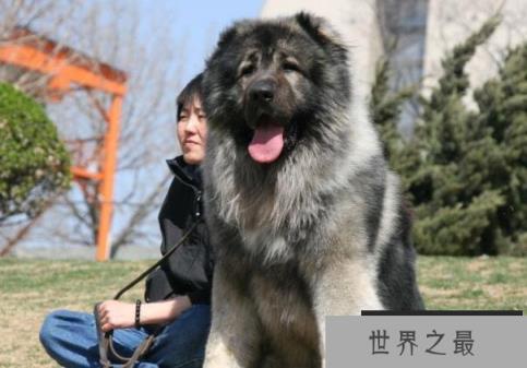 世界上体型最大的犬 高加索犬已有3000多年历史(高60厘米) 世界上体型最大的犬 高加索犬已有3000多年历史(高60厘米)
