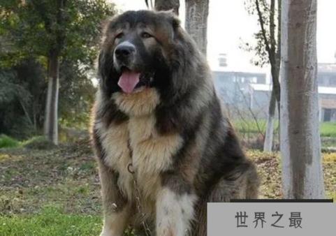 世界上体型最大的犬 高加索犬已有3000多年历史(高60厘米) 世界上体型最大的犬 高加索犬已有3000多年历史(高60厘米)