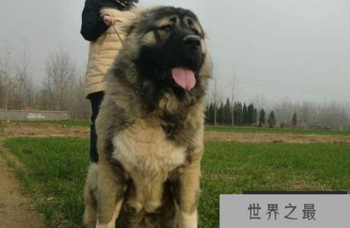 世界上体型最大的犬 高加索犬已有3000多年历史(高60厘米) 世界上体型最大的犬 高加索犬已有3000多年历史(高60厘米)