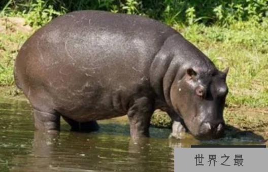 世界上嘴巴最大的陆生动物 河马嘴巴比较大(是食草动物) 世界上嘴巴最大的陆生动物 河马嘴巴比较大(是食草动物)
