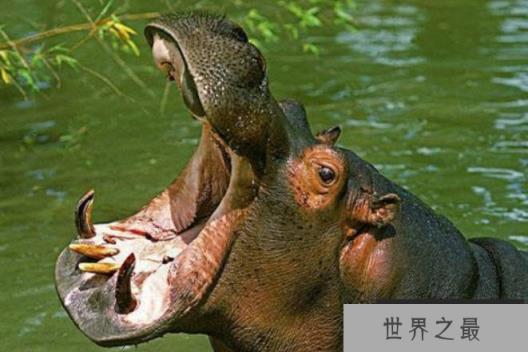 世界上嘴巴最大的陆生动物 河马嘴巴比较大(是食草动物) 世界上嘴巴最大的陆生动物 河马嘴巴比较大(是食草动物)