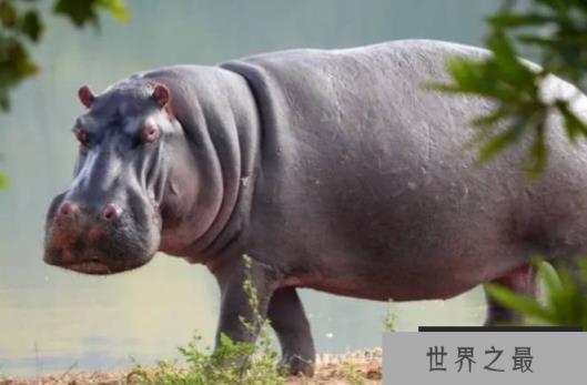 世界上嘴巴最大的陆生动物 河马嘴巴比较大(是食草动物) 世界上嘴巴最大的陆生动物 河马嘴巴比较大(是食草动物)