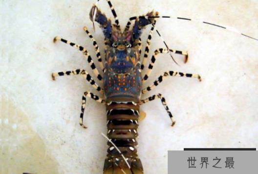世界上最大的龙虾 锦绣龙虾体长可达55厘米(颜色鲜艳)