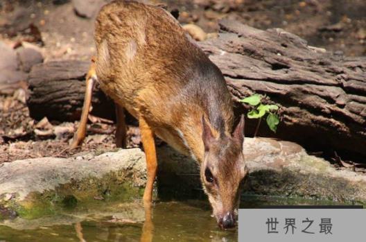 世界上最小的鹿 鼷鹿身体长度大约40~48厘米(行动灵活)