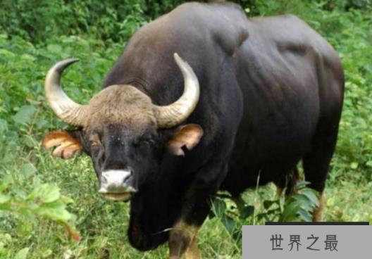 世界上最重的牛 白肢野牛重达到了2450斤(体型较大) 世界上最重的牛 白肢野牛重达到了2450斤(体型较大)