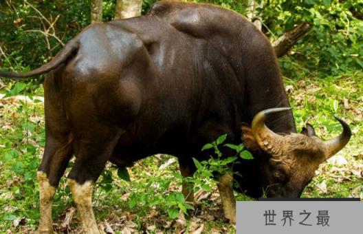 世界上最重的牛 白肢野牛重达到了2450斤(体型较大) 世界上最重的牛 白肢野牛重达到了2450斤(体型较大)