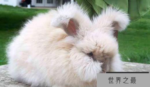 全球十大名贵兔子排行榜:安哥拉上榜