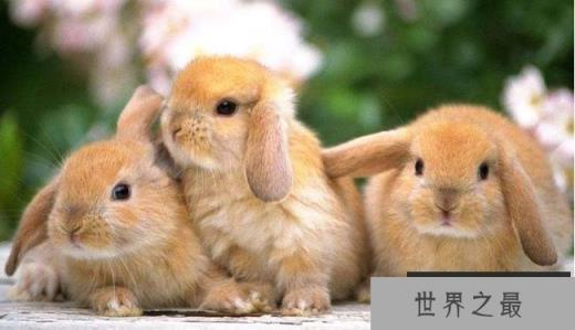 全球十大名贵兔子排行榜:安哥拉上榜