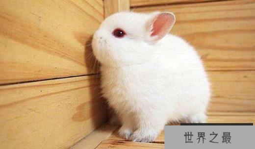 全球十大名贵兔子排行榜:安哥拉上榜
