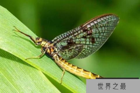 世界上寿命最短的十种动物,蜉蝣仅有24小时生命 世界上寿命最短的十种动物,蜉蝣仅有24小时生命
