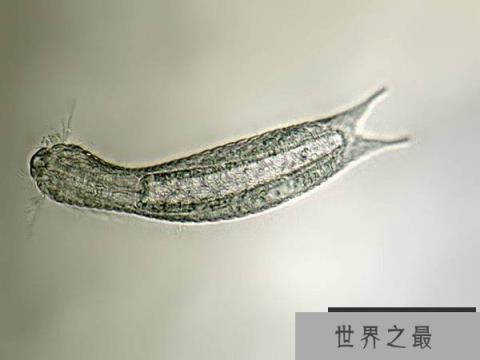 世界上寿命最短的十种动物,蜉蝣仅有24小时生命