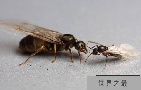 世界上寿命最短的十种动物,蜉蝣仅有24小时生命