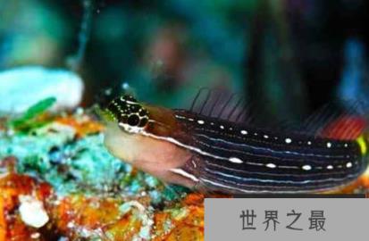 世界上潜水最深的鱼是什么?它可以潜水深度达8300多米 世界上潜水最深的鱼是什么?它可以潜水深度达8300多米