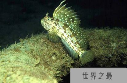 世界上潜水最深的鱼是什么?它可以潜水深度达8300多米 世界上潜水最深的鱼是什么?它可以潜水深度达8300多米