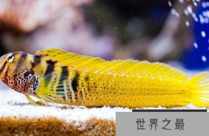 世界上潜水最深的鱼是什么?它可以潜水深度达8300多米 世界上潜水最深的鱼是什么?它可以潜水深度达8300多米