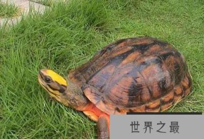 世界十大最漂亮乌龟,金钱龟排名第一