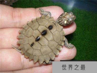 世界十大最漂亮乌龟,金钱龟排名第一