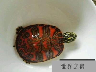 世界十大最漂亮乌龟,金钱龟排名第一