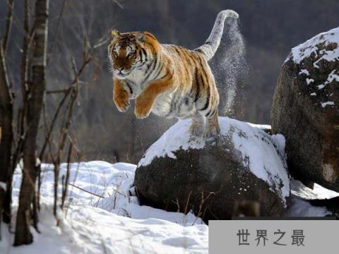 世界上最厉害的老虎是谁?东北虎实力超级强悍 世界上最厉害的老虎是谁?东北虎实力超级强悍