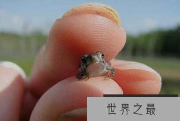 世界上最小的青蛙，体长7.7毫米