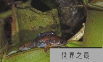 世界上最小的青蛙，体长7.7毫米