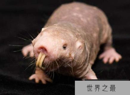 世界上最丑的十种动物:不忍直视