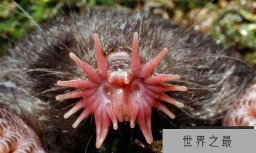 世界上最丑的十种动物:不忍直视