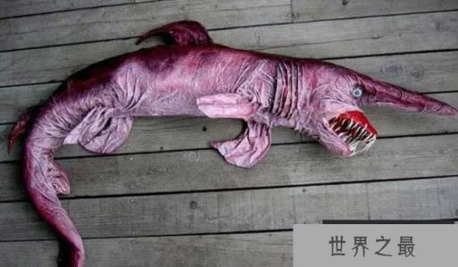 世界上最丑的十种动物:不忍直视