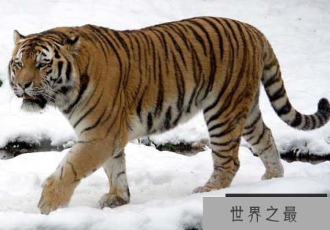 世界上最厉害的老虎是谁?东北虎实力超级强悍 世界上最厉害的老虎是谁?东北虎实力超级强悍