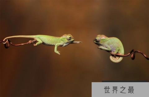 世界上最小的变色龙,迷你变色龙体长不到3厘米 世界上最小的变色龙,迷你变色龙体长不到3厘米