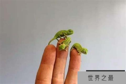世界上最小的变色龙,迷你变色龙体长不到3厘米 世界上最小的变色龙,迷你变色龙体长不到3厘米