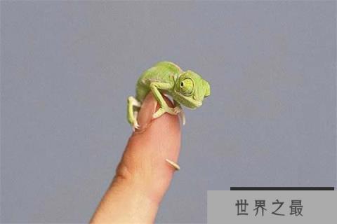 世界上最小的变色龙,迷你变色龙体长不到3厘米 世界上最小的变色龙,迷你变色龙体长不到3厘米