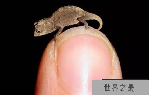 世界上最小的变色龙,迷你变色龙体长不到3厘米 世界上最小的变色龙,迷你变色龙体长不到3厘米