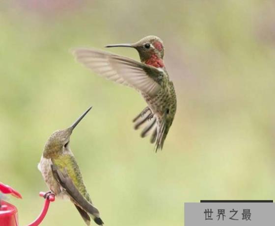 世界上最小的鸟,眼神特别好 世界上最小的鸟,眼神特别好