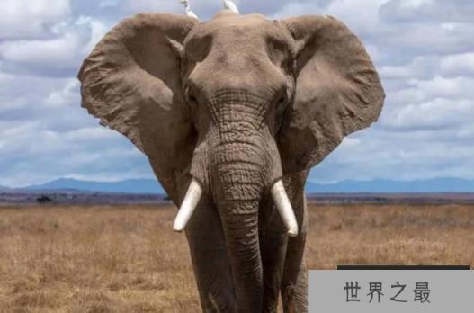 世界上十大嗅觉灵敏的动物 熊嗅觉最强(是人的5倍) 世界上十大嗅觉灵敏的动物 熊嗅觉最强(是人的5倍)